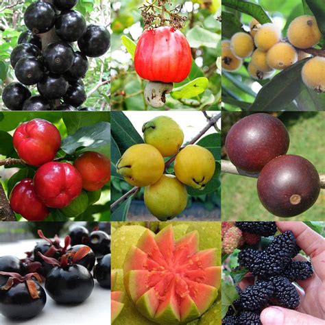 plantas frutíferas - partes de las plantas